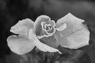 Ice Rose,  (c) AJ Noon 2011